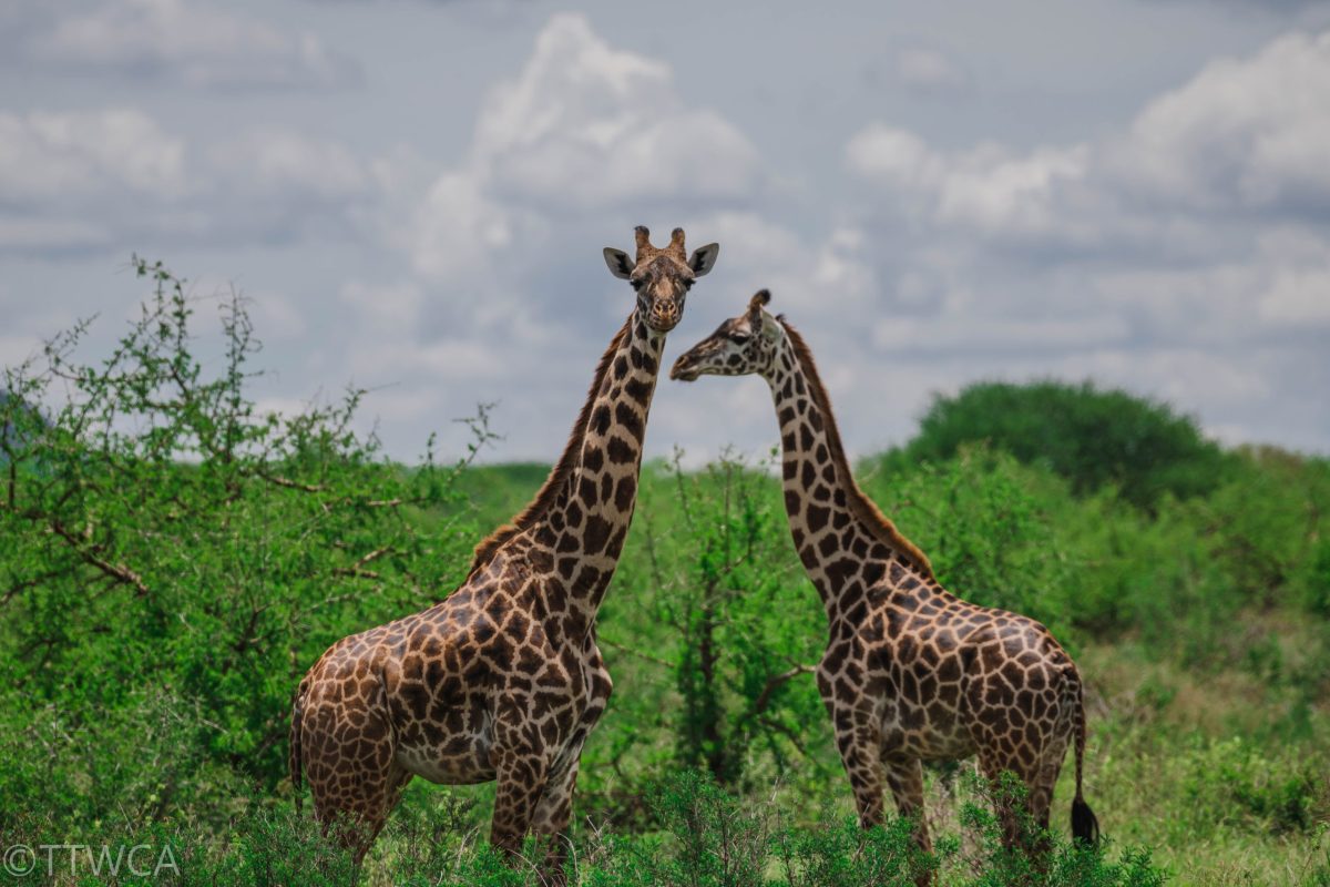 Girrafe-GCF