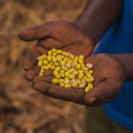Njukini Framer showcasing his beans produce.