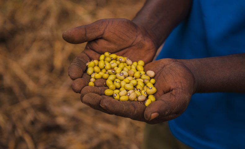 Njukini Framer showcasing his beans produce.