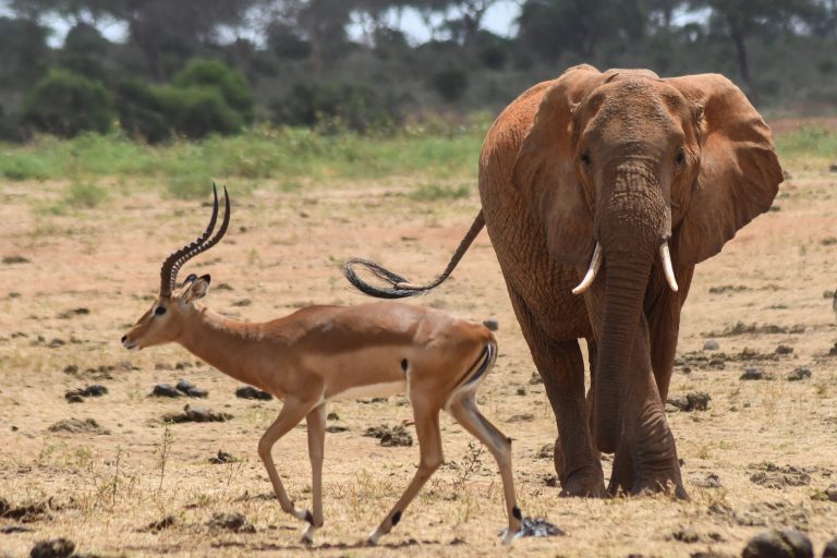 Wildlife in Tsavo