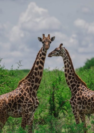 Girrafe-GCF Girrafe-GCF